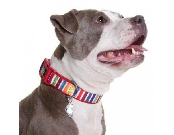 Collar for dogs Doog Scooby red, M, 32-46 cm RA-325279