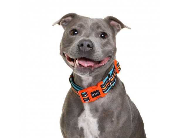 Collar for dogs Doog Neon Beethoven, 23-34 cm, black-orange, S
