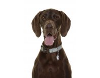 Collar for dogs Doog Benji brown - blue zigzag, L, 42-62 cm RA-325268