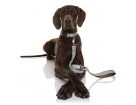 Collar for dogs Doog Benji brown - blue zigzag, L, 42-62 cm RA-325268