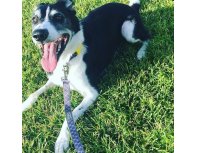 Dog leash Doog Odie gray, L, 130х2.5 cm RA-325224