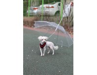 Зонт для собак Puppia прозрачный, 72 см RA-325215