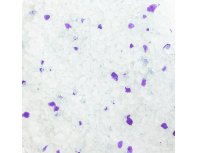 Absorbent silica gel filler EliteCat Crystal Lavender 7.6 l