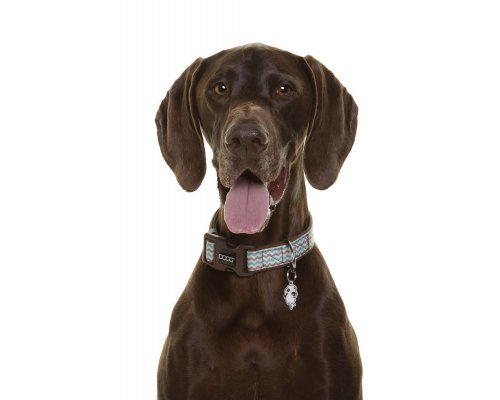 Collar for dogs Doog Benji brown - blue zigzag, L, 42-62 cm RA-325268