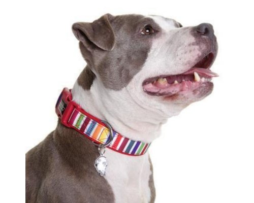 Collar for dogs Doog Scooby red, M, 32-46 cm RA-325279