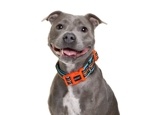 Collar for dogs Doog Neon Beethoven, 23-34 cm, black-orange, S