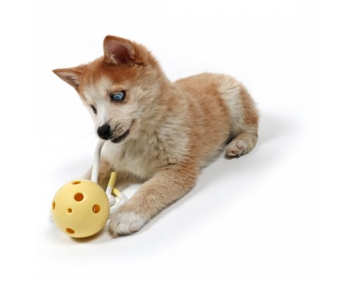 Dog toy Petit Milo, yellow RA-325333